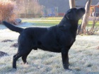 Labradorsk� retr�vr - �t��ata