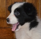 �t�n�tko border kolie