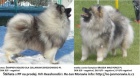 N�meck� �pic vl�� / keeshond kr�sn� �t��ata s PP