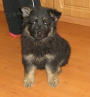 N�meck� ov��k - prod�m �t��ata