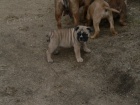 Olde Bulldogge (buldok star�ho typu)