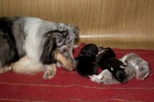 prodám štěnatka Sheltie prodám štěnatka Sheltie
