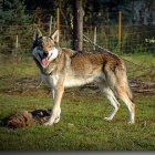 �eskoslovensk� vl��k