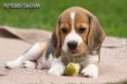 Beagle - �t��ata s PP