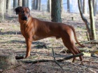 Rhodesian Ridgeback - vymazlen� �t���tka