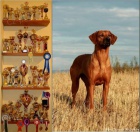 Rhodesian Ridgeback - vymazlen� �t���tka