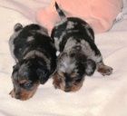 Jezev��k dlouhosrst�