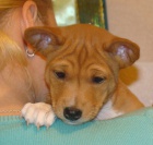 basenji �t��ata