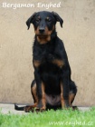 Beauceron - francouzsk� ov��k