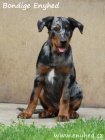 Beauceron - francouzsk� ov��k
