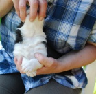 Ps� chlape�ek borderkolie