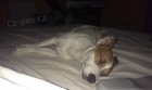 JRT bez PP krytí JRT bez PP krytí