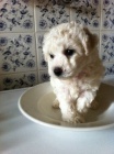 Bišonek-bichon a poil frise Bišonek-bichon a poil frise