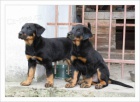 Prod�m �t�n� (pejsek) Beaucerona s PP