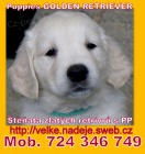 Zlat� retriever �t��ata s PP