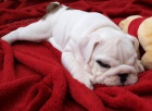 Anglick� buldok, English Bulldog, buldog