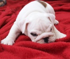 Anglick� buldok, English Bulldog, buldog