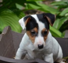 �t�n�tka jack russell terier