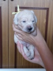 �t��ata Golden Retriever s PP