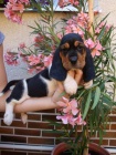 Baset, Basset, Basset Hound Baset, Basset, Basset Hound