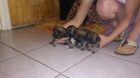 tibetsk panl