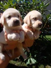 Labrador, Labradorský retrívr Labrador, Labradorský retrívr