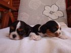 Kavalr King Charles panl, KKCH