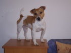 Jack Russell Terir ke kryt