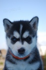 Siberian husky - �teniatka s pp