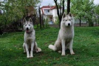Siberian husky - �teniatka s pp
