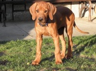 Rhodesk� ridgeback s PP