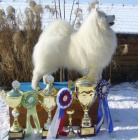 SAMOJED kvalitn� �teniatka