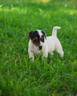 Jack Russel terier - prod�m �t�nata JRT