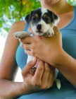Jack Russel terier - prod�m �t�nata JRT