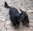 �t���tka jezev��ka s PP