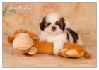 Shih Tzu �t���tka ( shi-tzu, si-cu, si-tzu )