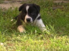 Border kolie kr�tkosrst�