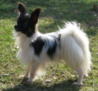 papillon kryt�