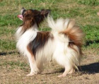 papillon kryt�