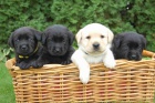 Štěňátka labradorského retrívra s PP Štěňátka labradorského retrívra s PP