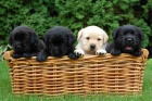 Štěňátka labradorského retrívra s PP Štěňátka labradorského retrívra s PP