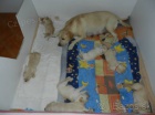 Labradorsk� retriever - �teniatka na predaj