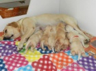 Labradorsk� retriever - �teniatka na predaj