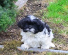 kr�sn� �t�n�tka shih tzu