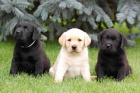 Štěňátka labradorského retrívra s PP Štěňátka labradorského retrívra s PP