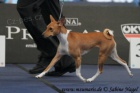 Basenji �t�n�