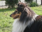 SHELTIE KRYTÍ SHELTIE KRYTÍ