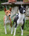 Basenji �t��ata