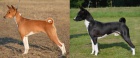 Basenji �t��ata