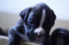 Boxer �t��ata na prodej
